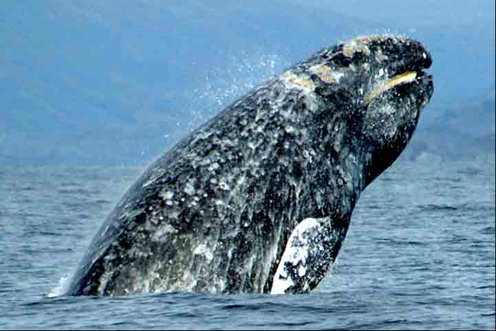 Ao fazer um voo de monitoramento na costa leste dos EUA, próximo à região de Nantucket, pesquisadores do New England Aquarium, avistaram uma baleia que mergulhava e ressurgia na superfície da água. O animal chamou a atenção e foi descoberto ser um tipo de mamífero raro.