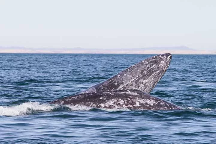 Infelizmente, no trajeto muitas vezes se defronta com ameaças como colisões com navios e enredamento em equipamentos de pesca.