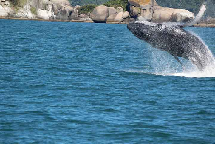 Baleia-de-bryde é o nome comum dado a duas espécies de baleias, a Balaenoptera brydei e a Balaenoptera edeni, da família dos balenopterídeos. O complexo significa que o número e a classificação permanecem obscuros devido à falta de informações e pesquisas definitivas.