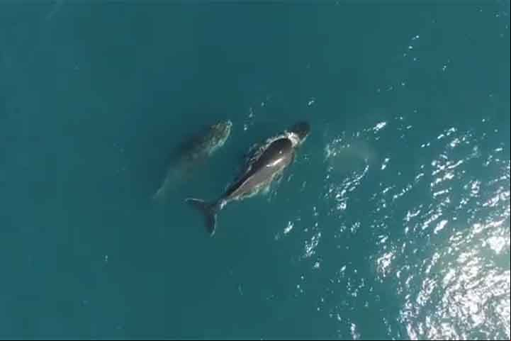 “Essa é uma área muito rica, cerca de 70% das espécies de baleias e golfinhos do mar brasileiro são encontrados aqui”, explicou José Olímpio, biólogo coordenador-geral do PMC-BS, ao Jornal Nacional, da TV Globo.