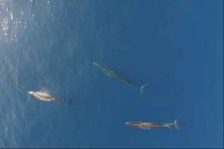 Ela foi identificada na chamada Bacia de Santos, em uma área de mar entre Florianópolis, em Santa Catarina, e em Cabo Frio, no Rio de Janeiro, com o tamanho do estado de Mato Grosso do Sul.