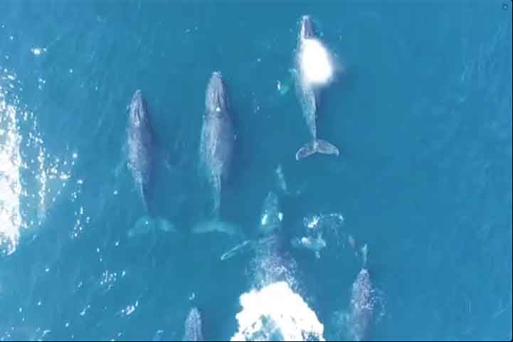 A baleia-sei (Balaenoptera borealis) é considerada o terceiro maior balenopterídeo. Pode ser encontrada em todo o mundo, em todos os oceanos e mares adjacentes, e prefere águas profundas mais afastadas da costa.