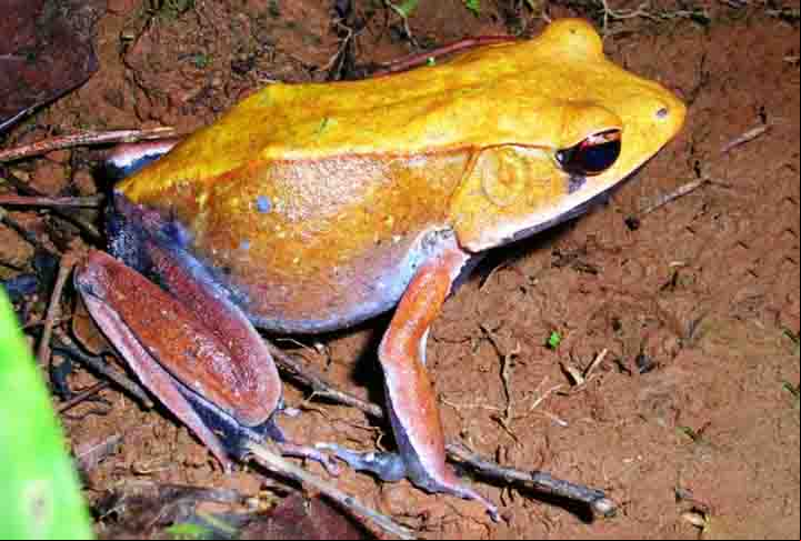 Os portugueses introduziram o termo ‘rã’ aqui no Brasil para um animal que não é rã de verdade, mas é semelhante. As nossas rãs, chamadas de jias ou caçotes, pertencem à família Leptodactylidae, cujas espécies são comuns na América do Sul e Central”, afirma Carlos Jared.